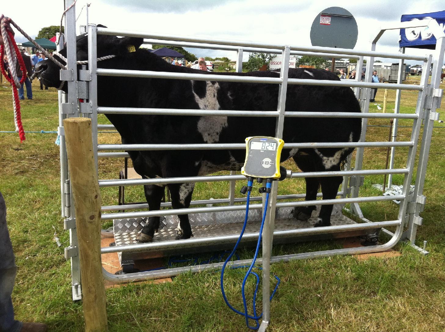 Cattle Weighing